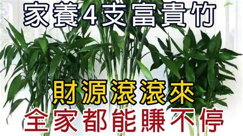 竹子風水|開運富貴竹風水指南：如何選擇數量？避免這6個禁忌，提升家庭。